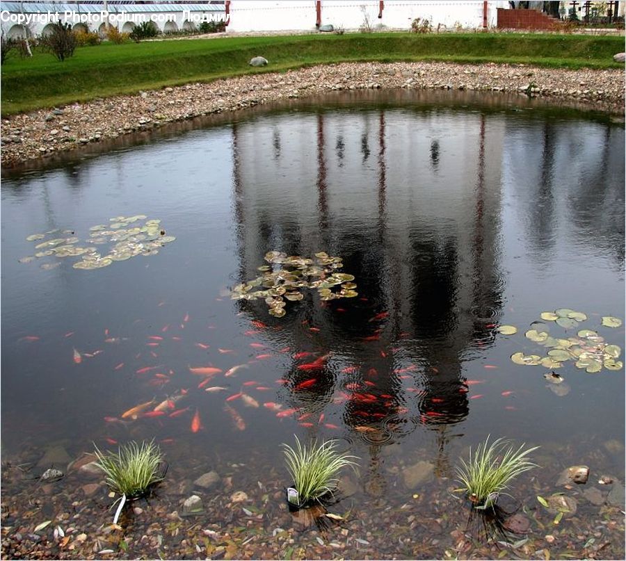 Outdoors, Pond, Water, Aloe, Plant, Potted Plant, Coral Reef