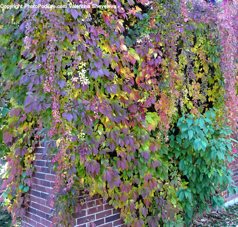 Ivy, Plant, Vine, Bush, Vegetation, Brick, Blossom