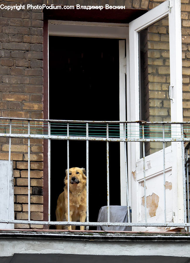 Window, Deck, Housing, Porch, Animal, Canine, Dog