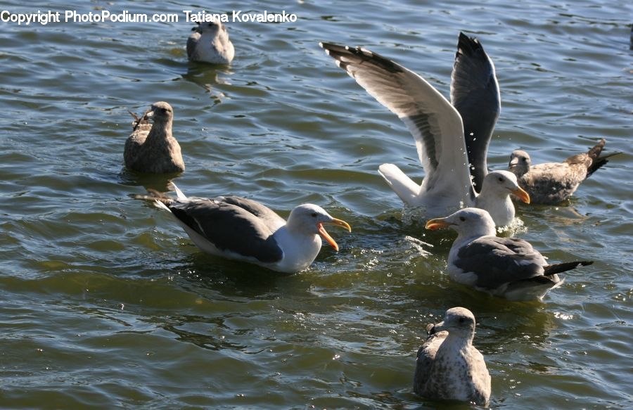 Bird, Goose, Waterfowl, Albatross, Seagull, Penguin, Duck