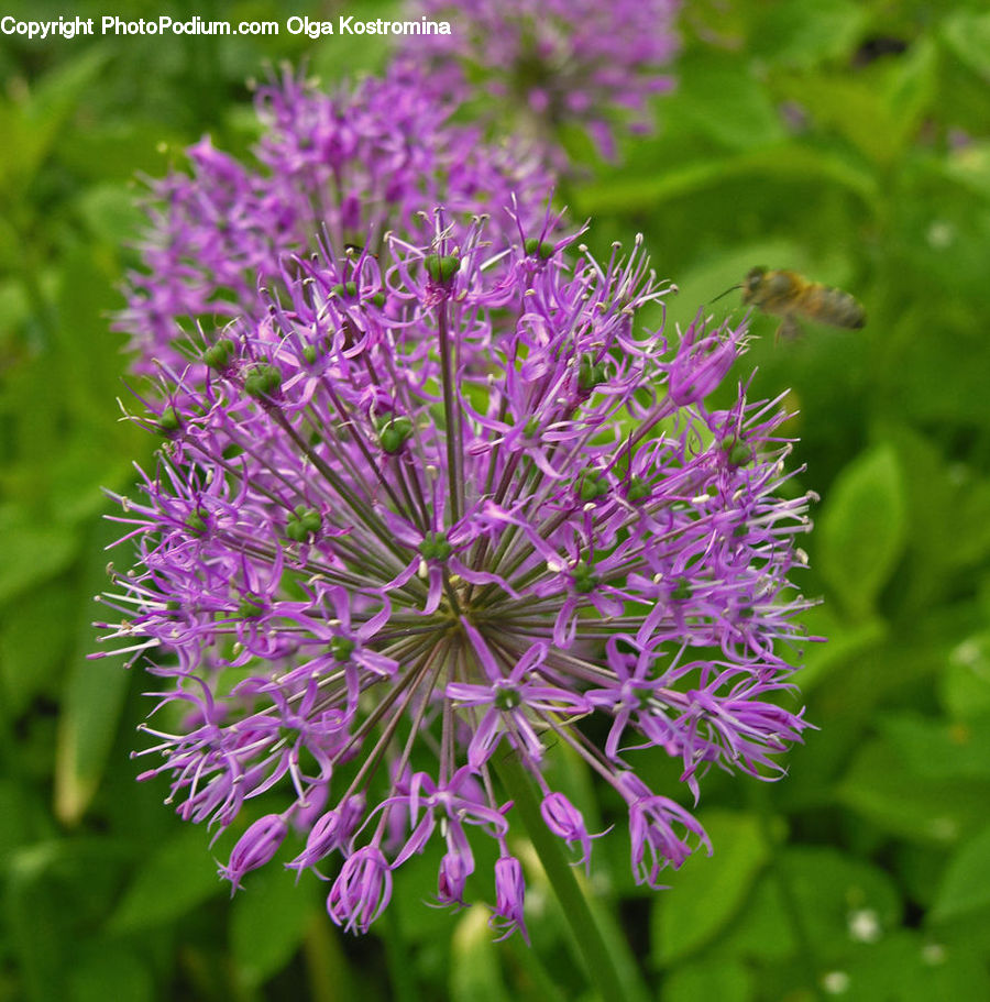 Allium, Blossom, Flora, Flower, Plant, Aster