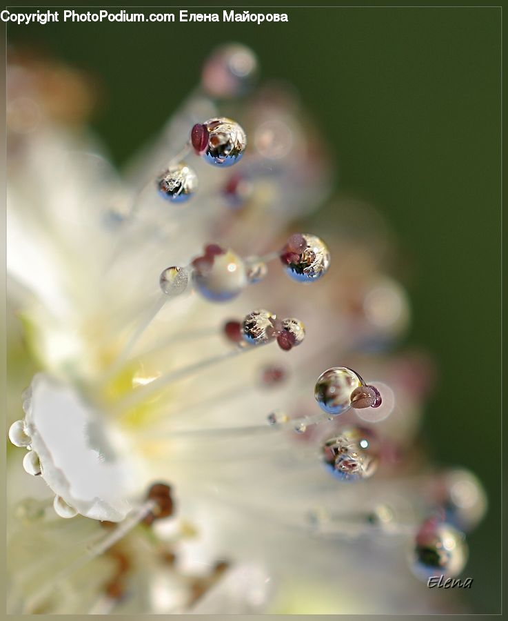 Droplet, Anther, Flower, Petal, Plant, Flora, Pollen