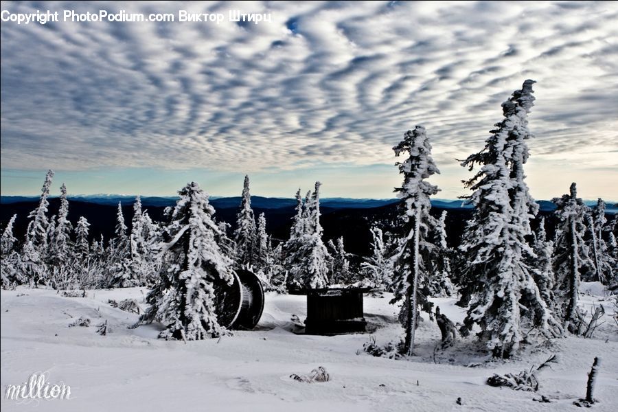 Conifer, Fir, Plant, Tree, Pine, Spruce, Ice