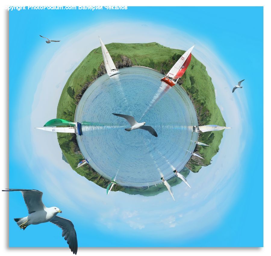 Bird, Seagull, Compass, Albatross, Analog Clock, Clock