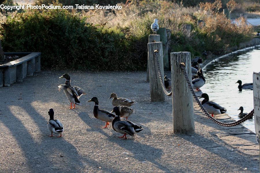 Bird, Goose, Waterfowl, Bench, Duck, Teal, Cabin