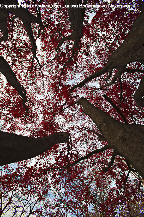 Blossom, Cherry Blossom, Flower, Oak, Tree, Wood, Maple