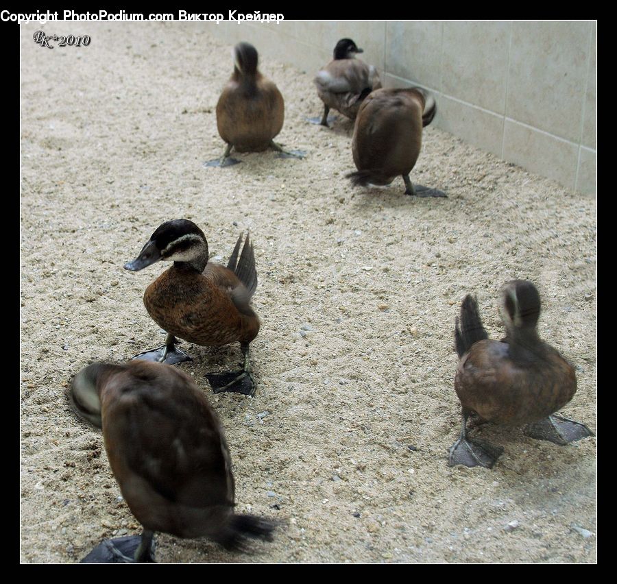 Bird, Duck, Teal, Waterfowl, Goose, Animal, Zoo