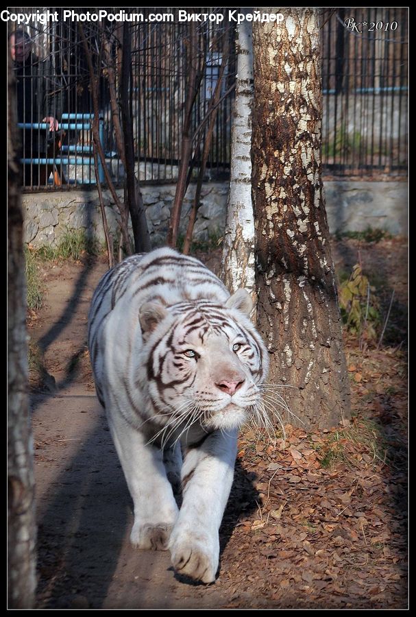 Animal, Mammal, Tiger, Cat, Pet, Forest, Vegetation