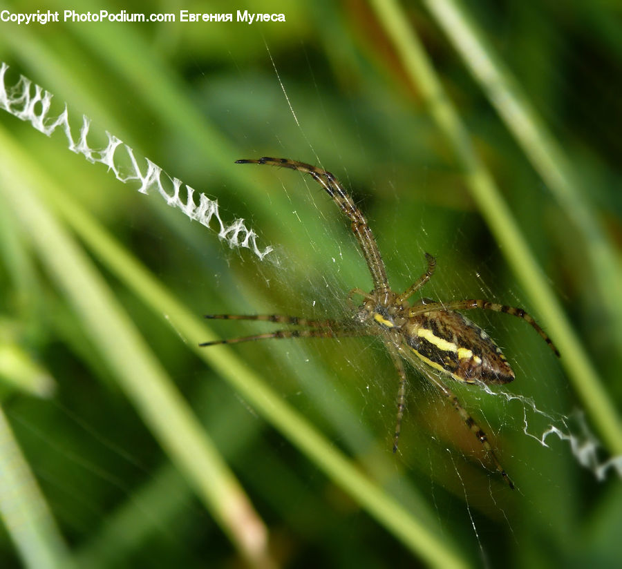 Arachnid, Garden Spider, Insect, Invertebrate, Spider, Argiope, Field