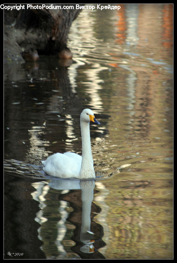 Bird, Swan, Waterfowl, People, Person, Human, Goose