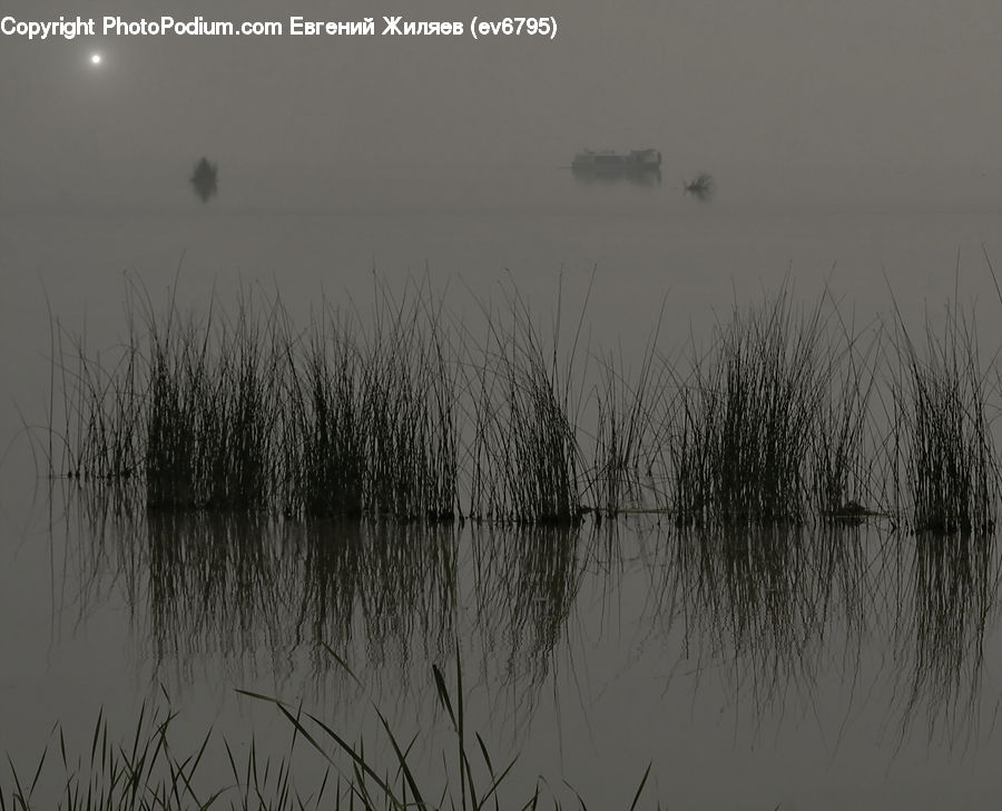 Grass, Plant, Reed, Land, Marsh, Outdoors, Swamp
