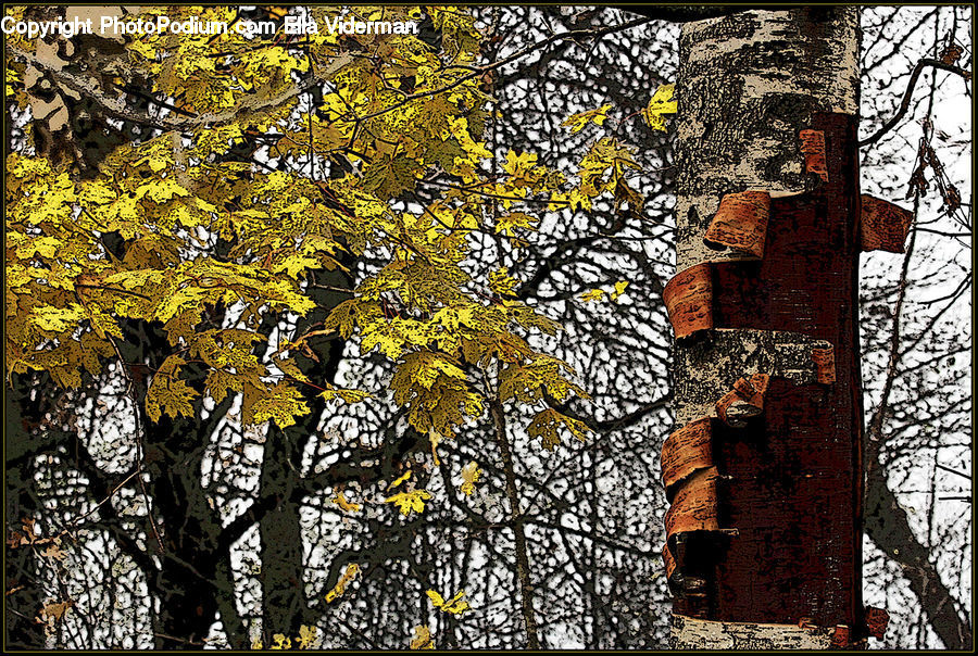 Rust, Conifer, Fir, Plant, Tree, Birch, Wood