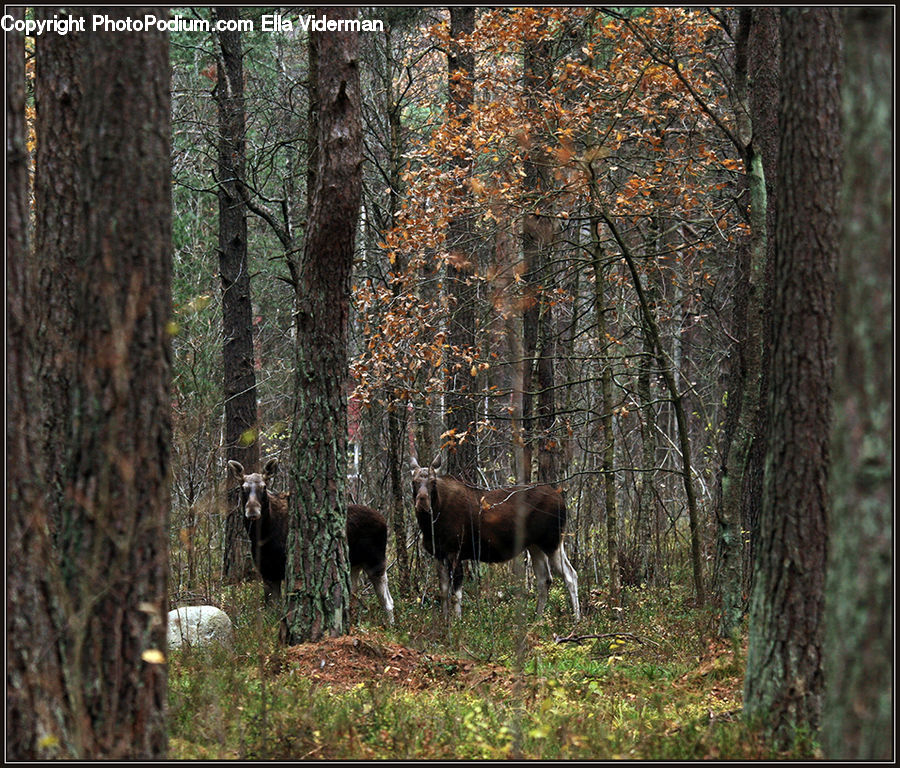 Animal, Mammal, Moose, Cattle, Cow, Dairy Cow, Bison