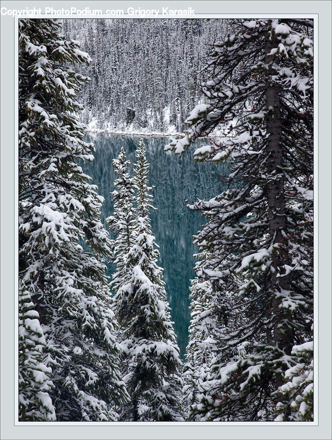 Art, Modern Art, Conifer, Fir, Plant, Tree, Ice
