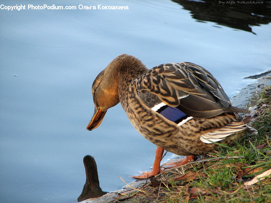 Bird, Duck, Teal, Waterfowl, Agaric, Mushroom, Plant