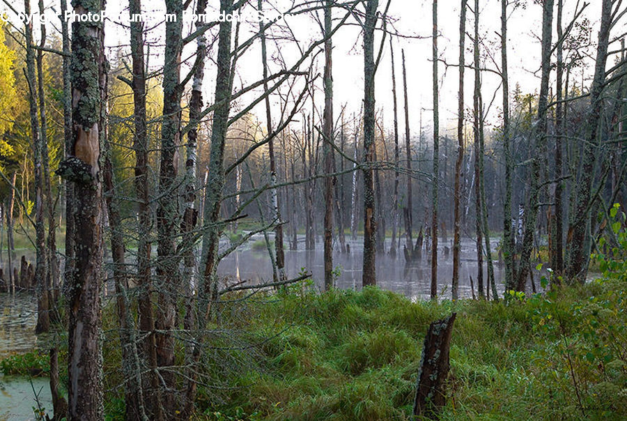 Forest, Vegetation, Birch, Tree, Wood, Grove, Land