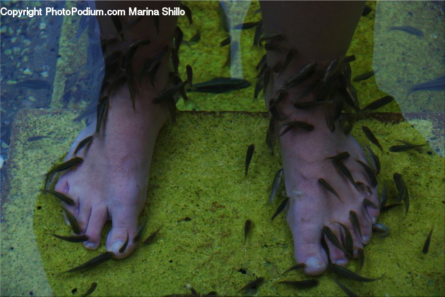 People, Person, Human, Plant, Potted Plant, Ankle, Moss