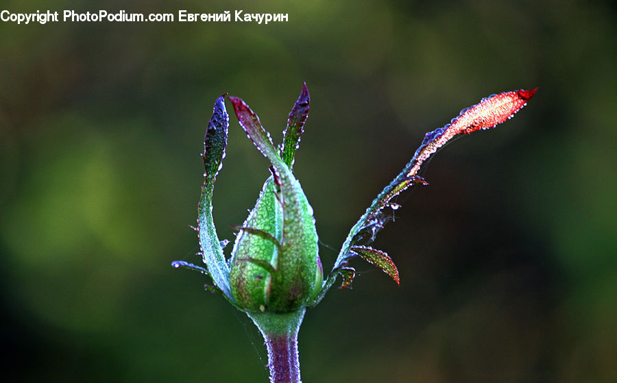 Bud, Plant, Weed, Blossom, Flora, Flower, Conifer