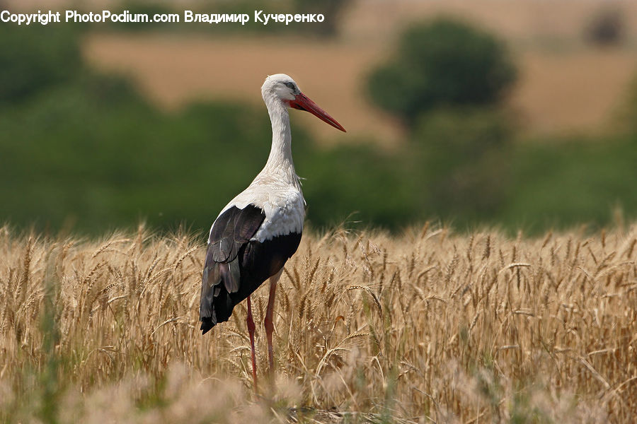 Bird, Crane Bird, Heron, Stork, Grain, Grass, Plant
