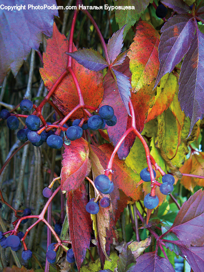 Fruit, Grapes, Plant, Vine, Blossom, Flora, Flower