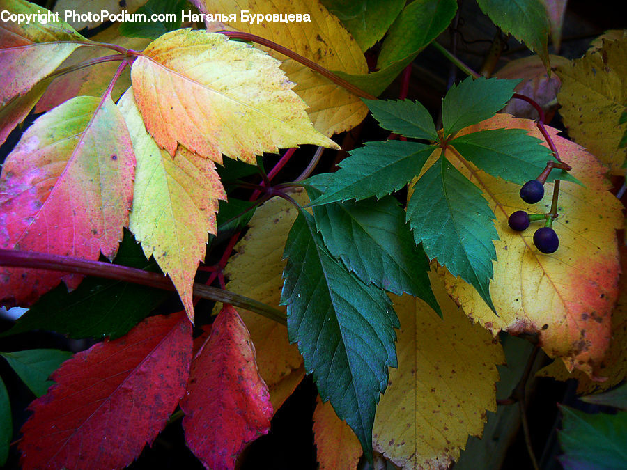 Maple, Maple Leaf, Plant, Tree, Wood, Blossom, Flora