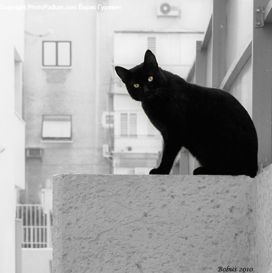 Черно белая уличная кошка