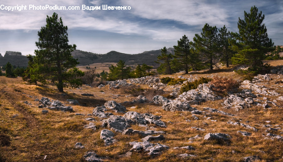 Conifer, Fir, Pine, Plant, Spruce, Tree, Crest