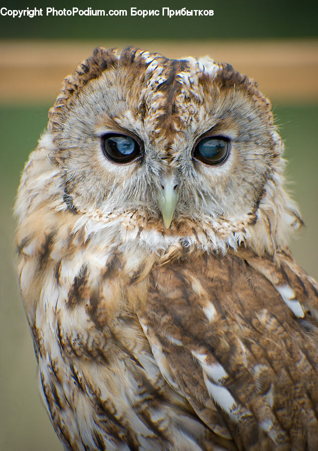 Bird, Owl, Wildlife, Beak, Buzzard, Harrier, Hawk