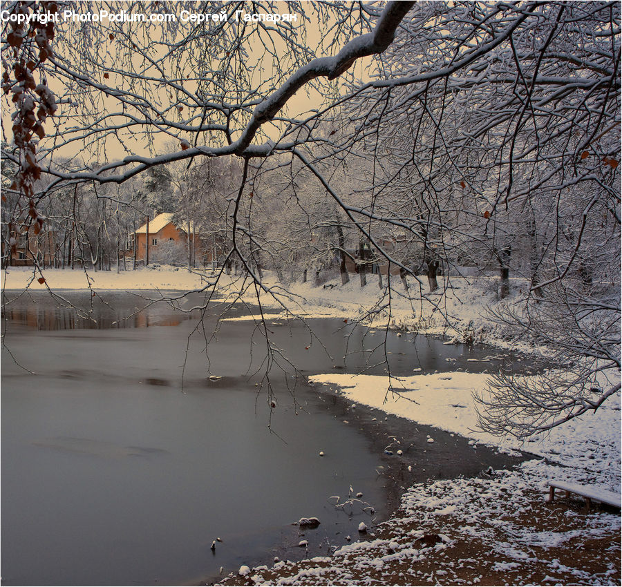 Bird, Crane Bird, Heron, Plant, Tree, Ice, Outdoors