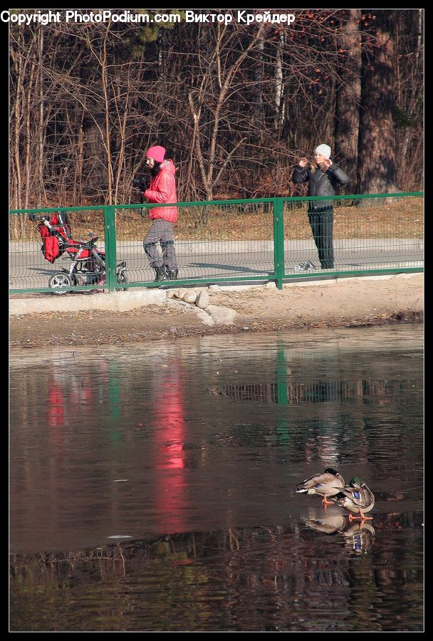 Bird, Duck, Mallard, Waterfowl, Teal, Leisure Activities, Car