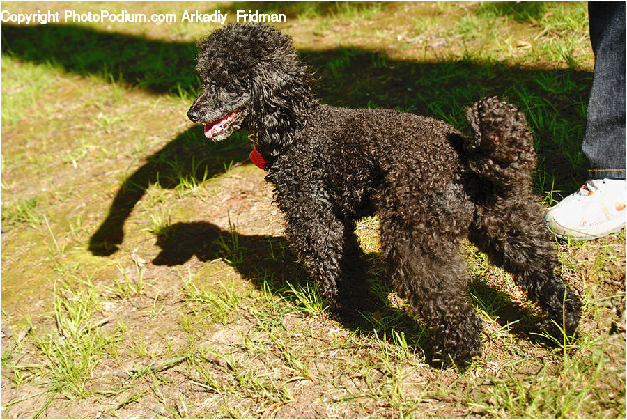 Animal, Canine, Dog, Mammal, Pet, Poodle, Footwear