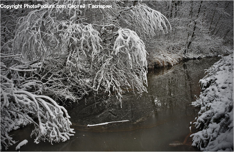 Frost, Ice, Outdoors, Snow, Conifer, Fir, Plant