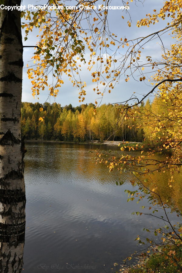 Birch, Tree, Wood, Outdoors, River, Water, Blossom