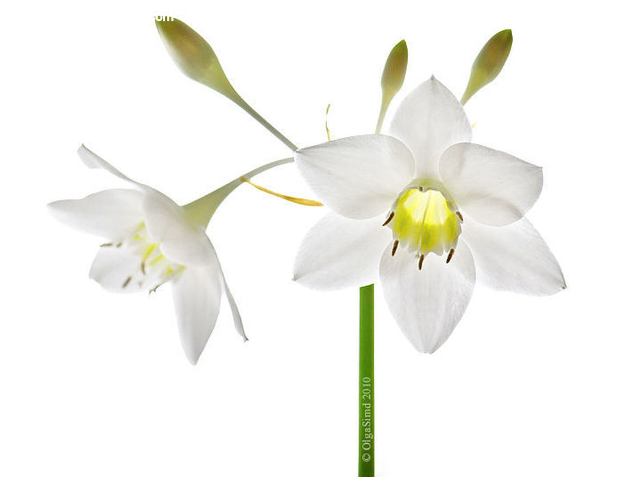 Aquilegia, Blossom, Flora, Flower, Plant, Orchid, Daffodil