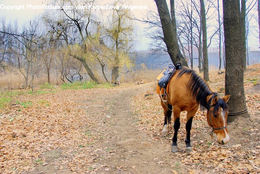 Animal, Horse, Mammal, Bongo, Percussion, Colt Horse, Foal