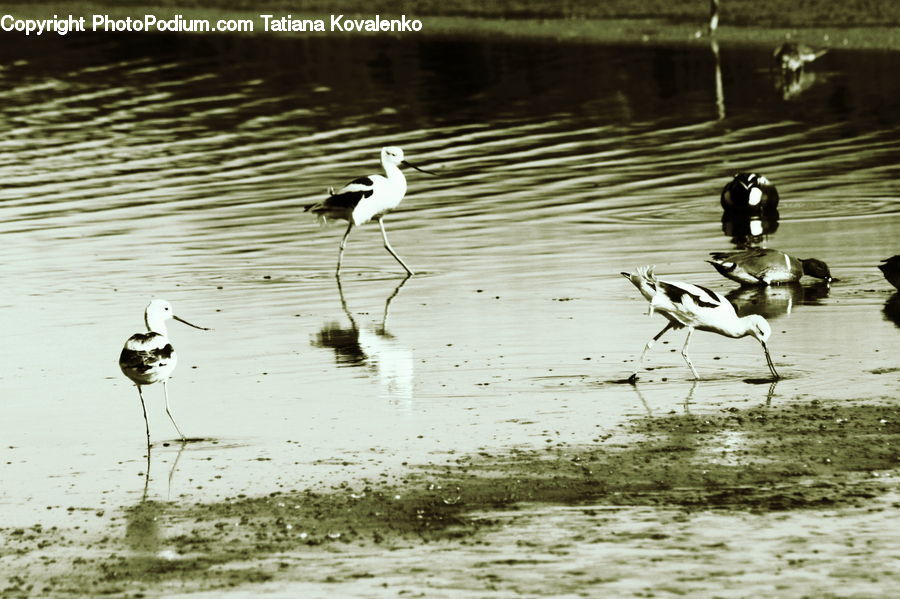 Bird, Crane Bird, Heron, Stork, Ardeidae, Waterfowl, Land