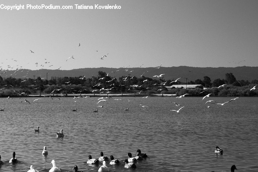 Bird, Seagull, Outdoors, Sea, Water, Flamingo, Flock
