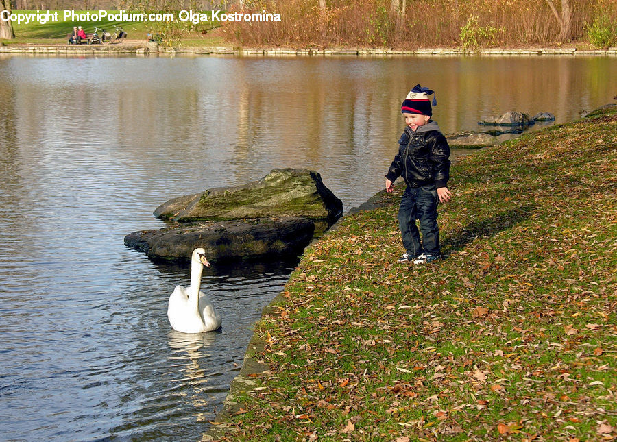 People, Person, Human, Water, Bird, Waterfowl, Rock