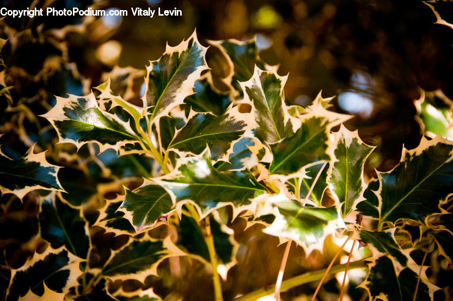 Ivy, Plant, Vine, Maple, Maple Leaf, Blossom, Flora