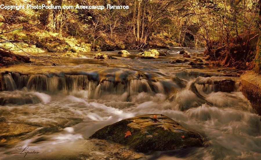 Creek, Outdoors, River, Water, Plant, Tree, Forest