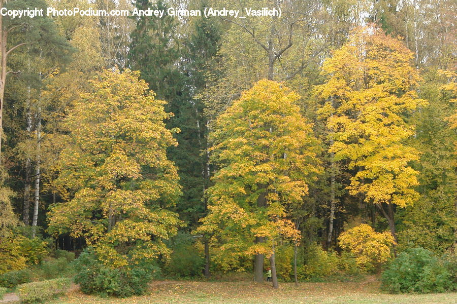 Conifer, Fir, Plant, Tree, Forest, Grove, Land