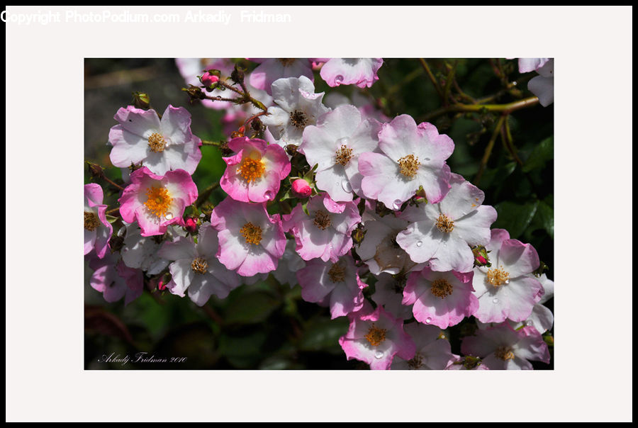 Blossom, Flora, Flower, Plant, Cherry Blossom, Flower Arrangement, Flower Bouquet