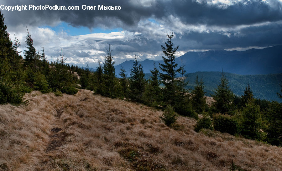 Conifer, Fir, Plant, Tree, Outdoors, Wilderness, Field