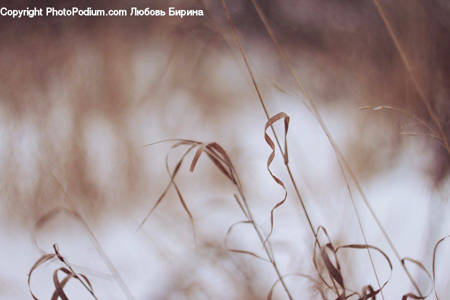 Field, Grass, Grassland, Plant, Weed, Person, Portrait