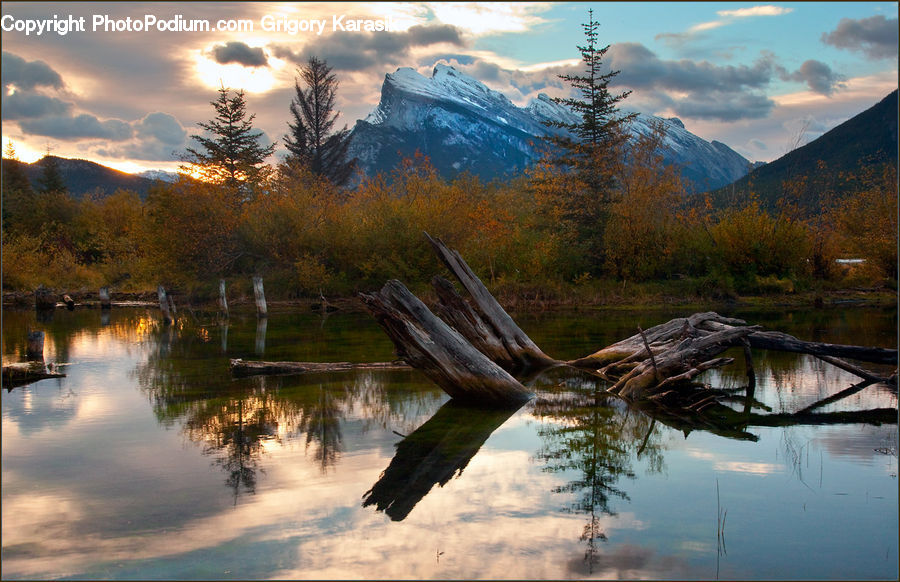 Alps, Crest, Mountain, Peak, Conifer, Fir, Plant