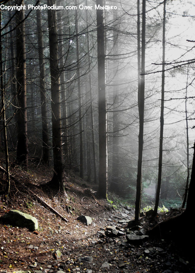 Forest, Vegetation, Jungle, Rainforest, Creek, Outdoors, River
