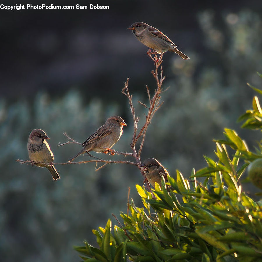 Bird, Sparrow, Finch, Blackbird, Field, Grass, Grassland