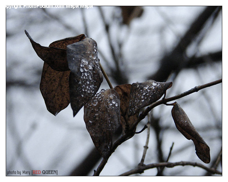 Oak, Sycamore, Tree, Tree Trunk, Wood, Bird, Blackbird