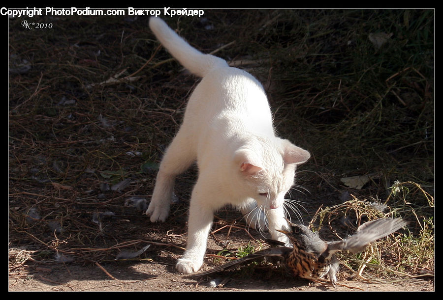 Bird, Crane Bird, Heron, Sparrow, Animal, Cat, Pet