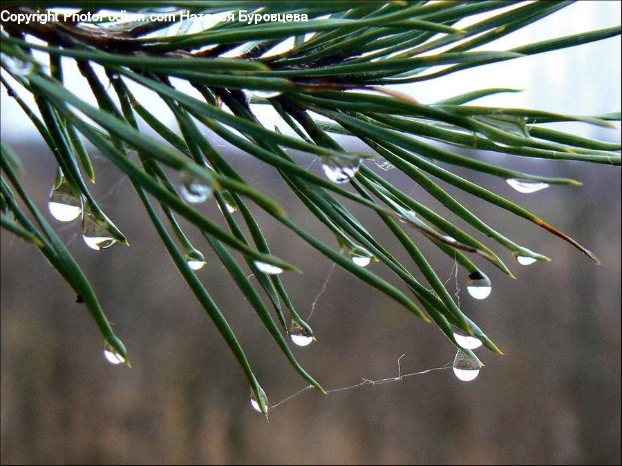 Conifer, Fir, Plant, Tree, Pine, Spruce, Wood